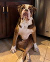 adoptable Dog in  named Princeton