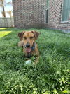 adoptable Dog in  named Jade