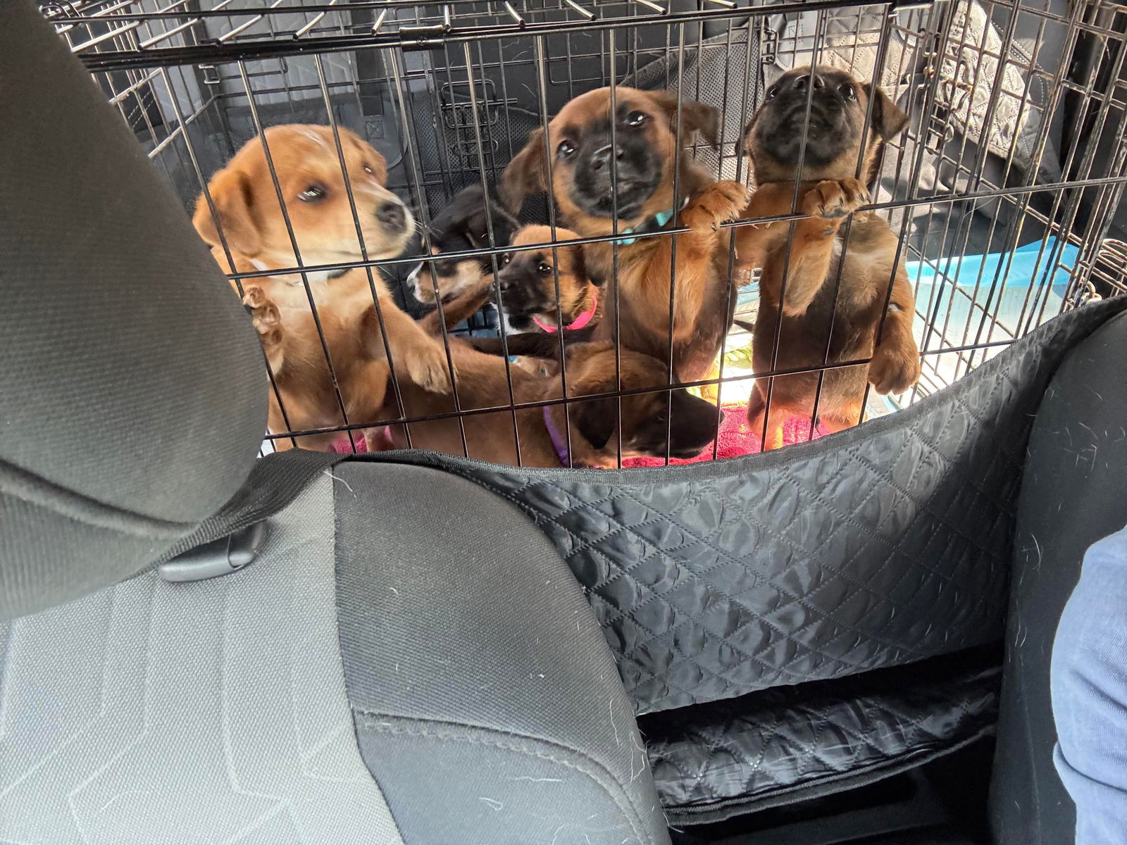 adoptable Dog in New Orleans, LA named Regina George