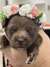 adoptable Dog in new orleans, LA named Annalise