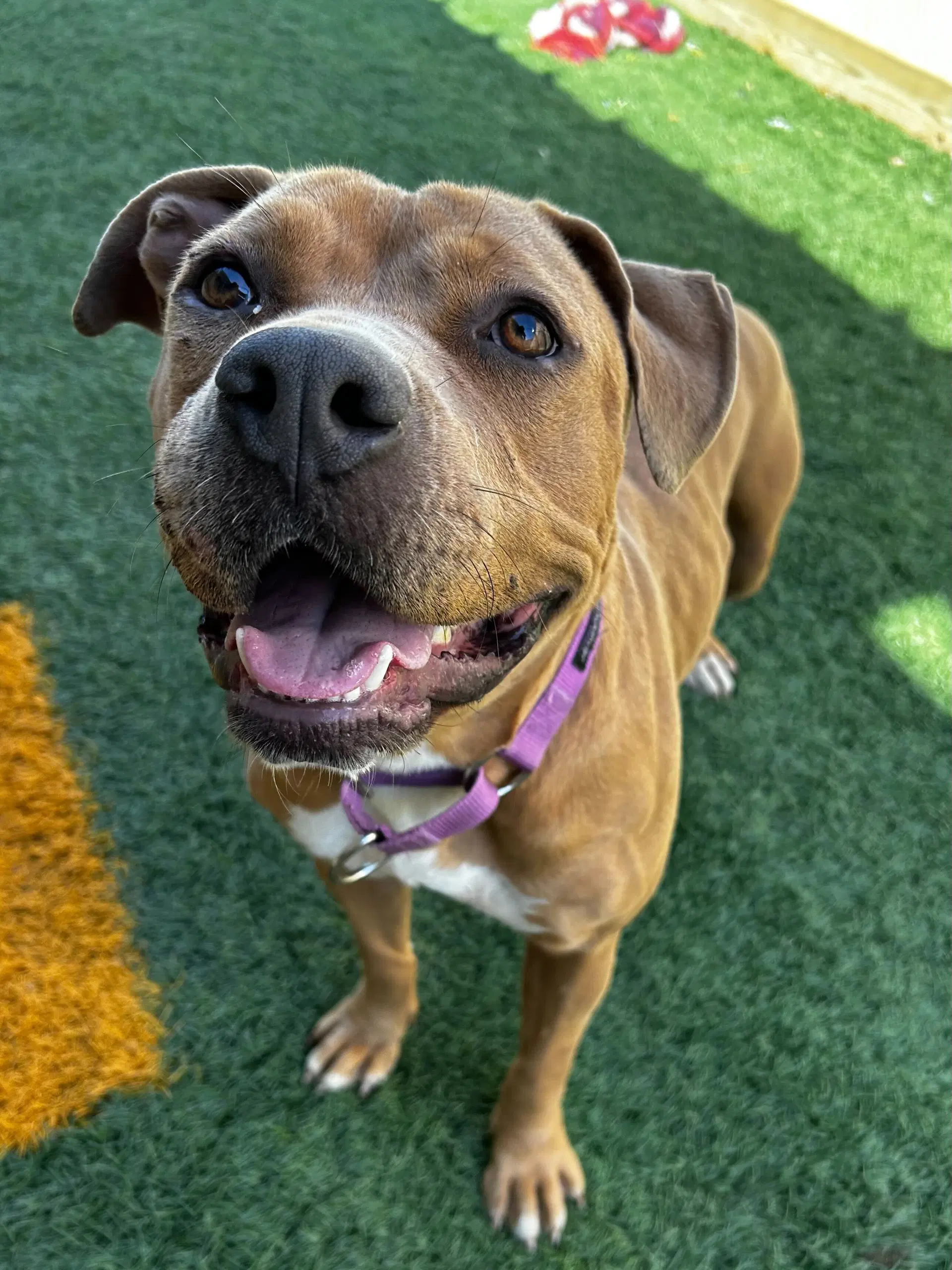 Kally Kanal - American Bulldog