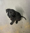adoptable Dog in  named Tato