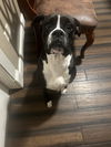 adoptable Dog in  named Pixie Dust