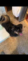 adoptable Dog in  named Humbug (Fospice)