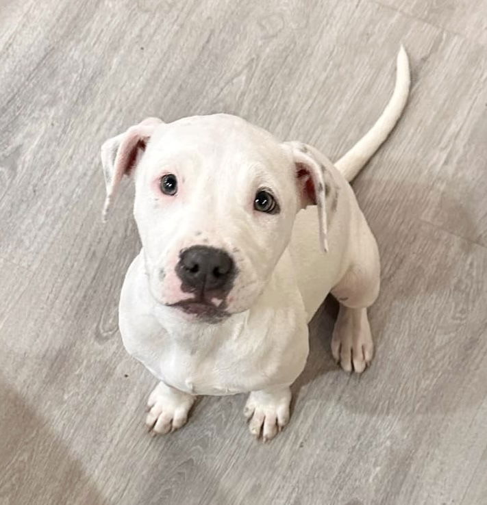 adoptable Dog in New Orleans, LA named Brie