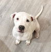 adoptable Dog in  named Brie