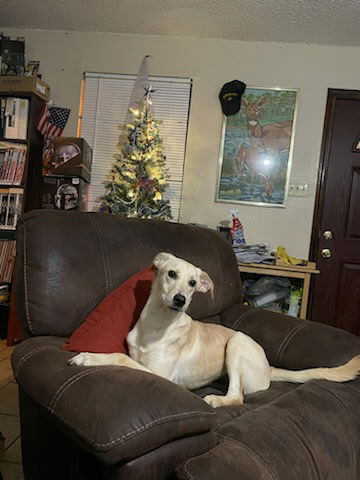 adoptable Dog in New Orleans, LA named Zora The Explorer