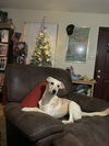 adoptable Dog in  named Zora The Explorer