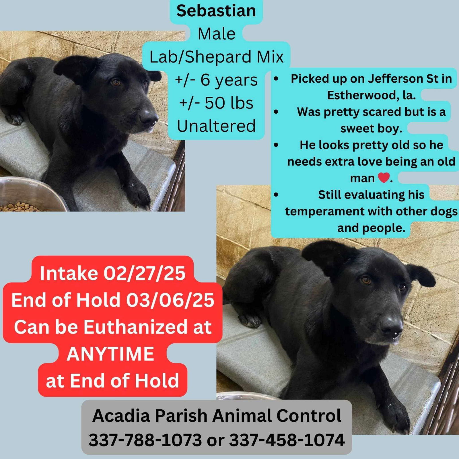 adoptable Dog in New Orleans, LA named Sebastian