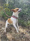 adoptable Dog in  named Henry