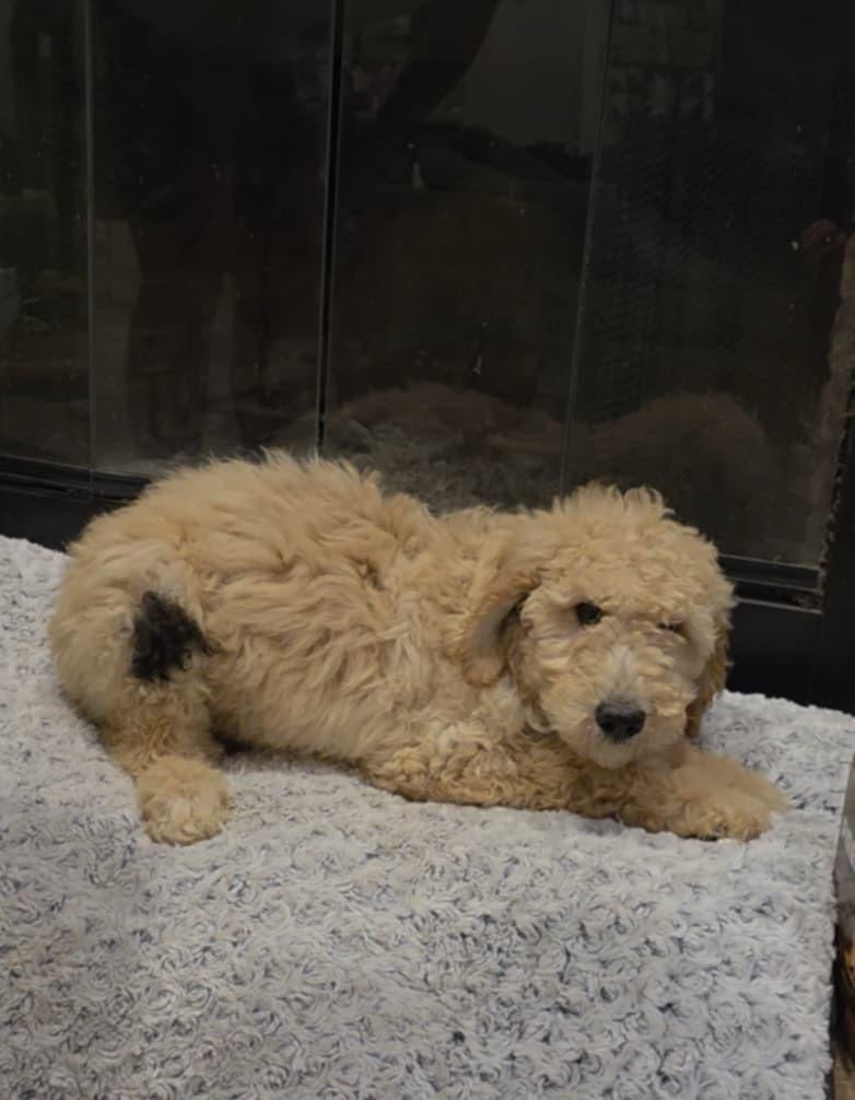 adoptable Dog in New Orleans, LA named Negan (Benefactor Puppy)