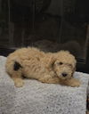 adoptable Dog in  named Negan (Benefactor Puppy)