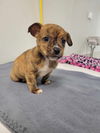 adoptable Dog in  named Hansen