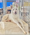 adoptable Dog in  named Braveheart