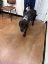 adoptable Dog in  named Memphis (Benefactor Dog)