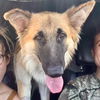 adoptable Dog in  named Duke Elliott