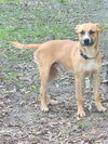 adoptable Dog in new orleans, LA named Arthur