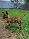 adoptable Dog in  named Pickles