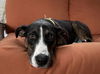 adoptable Dog in  named Tula