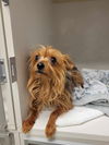 adoptable Dog in  named Mitzi Bitsy
