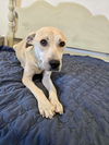 adoptable Dog in  named Clover