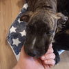adoptable Dog in  named Cassia