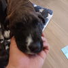 adoptable Dog in  named Octavia
