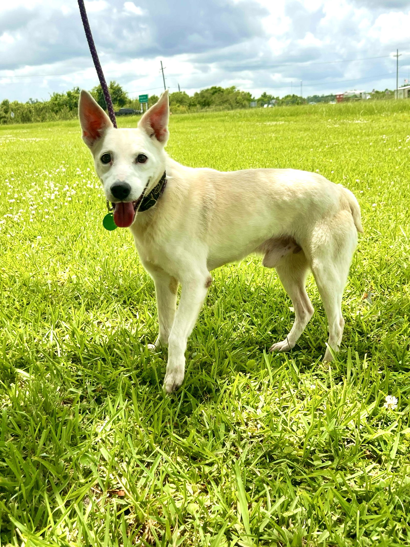 adoptable Dog in New Orleans, LA named Scout