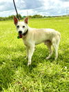 adoptable Dog in  named Scout