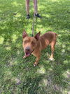 adoptable Dog in  named Candi Girl