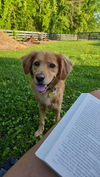 adoptable Dog in  named Sister