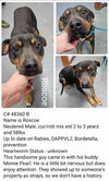 adoptable Dog in new orleans, LA named Bark Whalberg