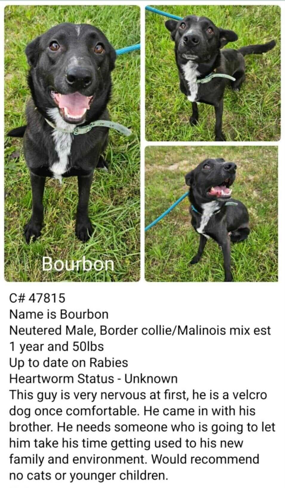 adoptable Dog in New Orleans, LA named Bark Vader
