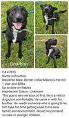 adoptable Dog in new orleans, LA named Bark Vader