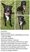 adoptable Dog in , LA named Boba Fetch