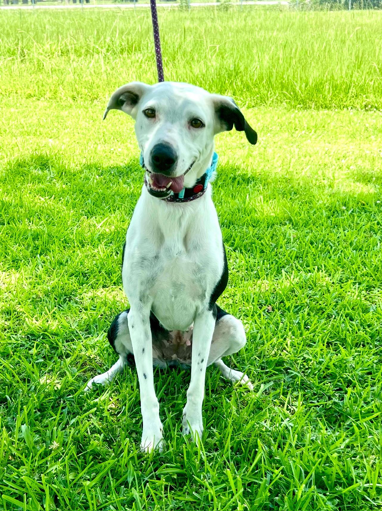 adoptable Dog in New Orleans, LA named Pup Tart Punch