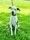 adoptable Dog in , LA named Pup Tart Punch