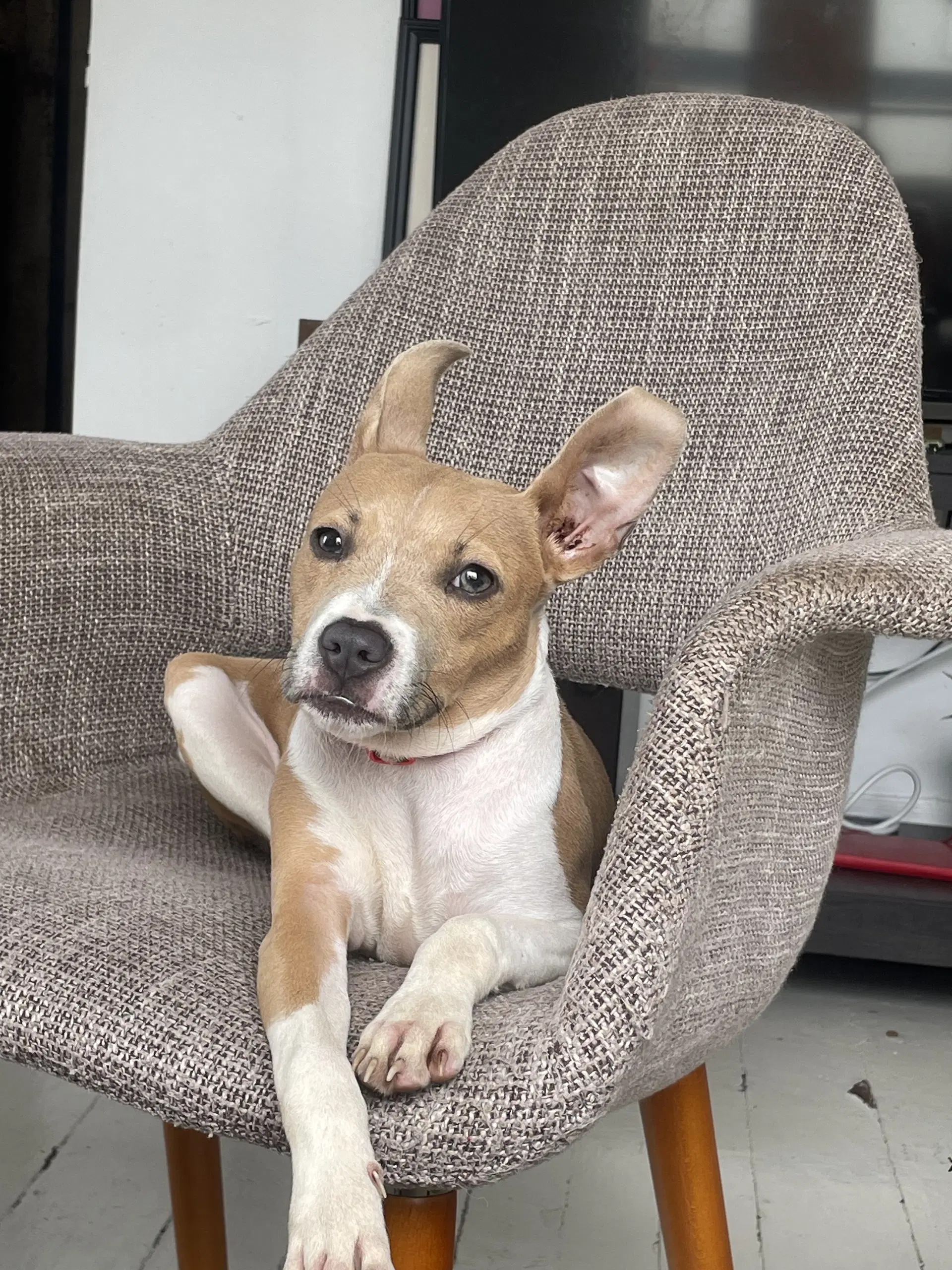 Mary Jane - Jack Russell Terrier