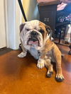 adoptable Dog in  named Bow wowser (Benefactor Dog)