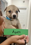 adoptable Dog in new orleans, LA named Awen