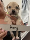 adoptable Dog in  named Rory
