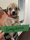 adoptable Dog in  named Greystone