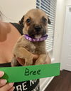 adoptable Dog in  named Bree Limerick