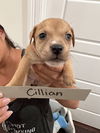 adoptable Dog in  named Cillian