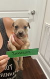 adoptable Dog in  named Jameson