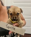 adoptable Dog in  named Sprite
