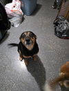 adoptable Dog in  named Pepper