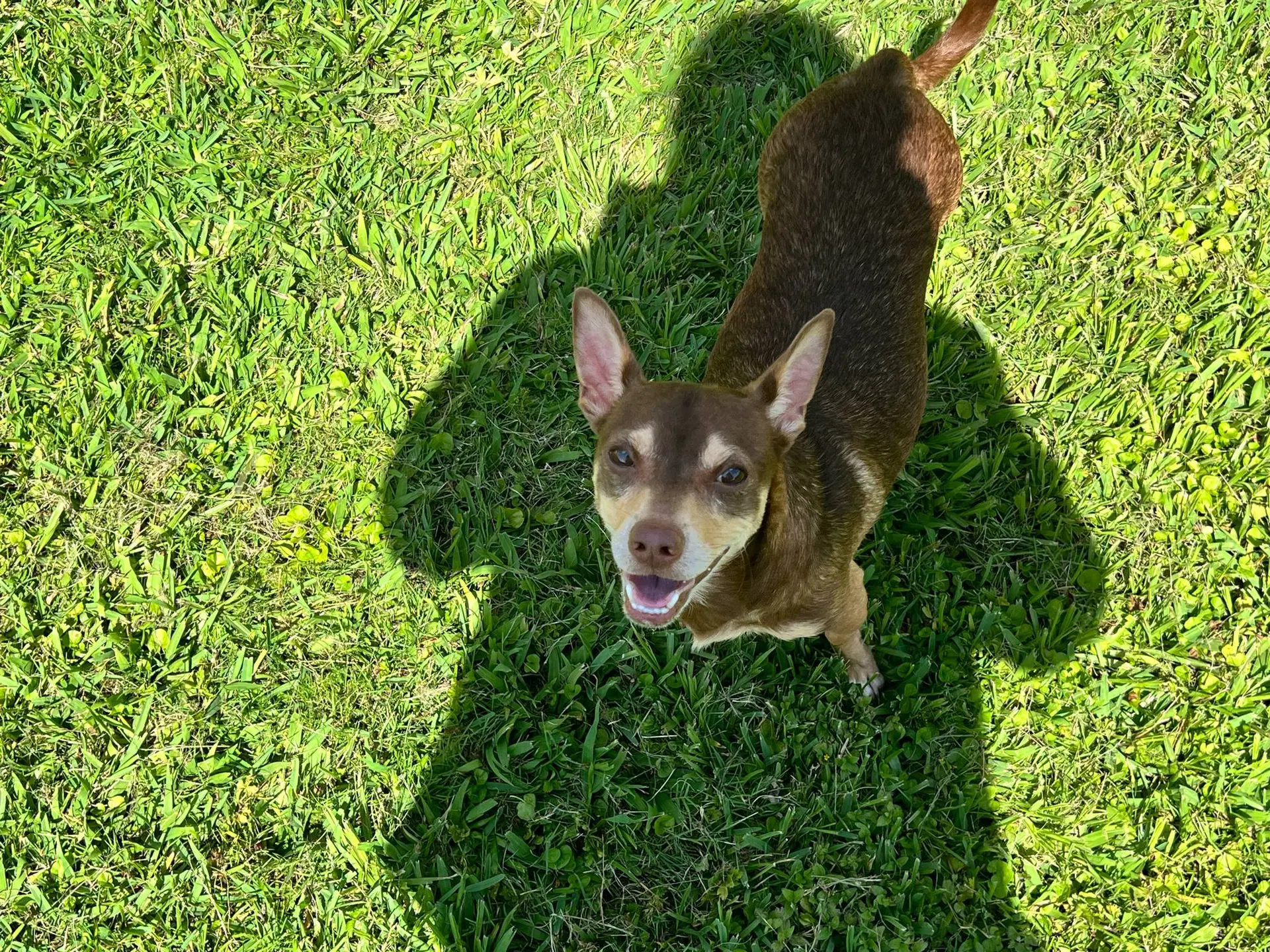 Miso - Chihuahua