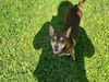 adoptable Dog in  named Miso