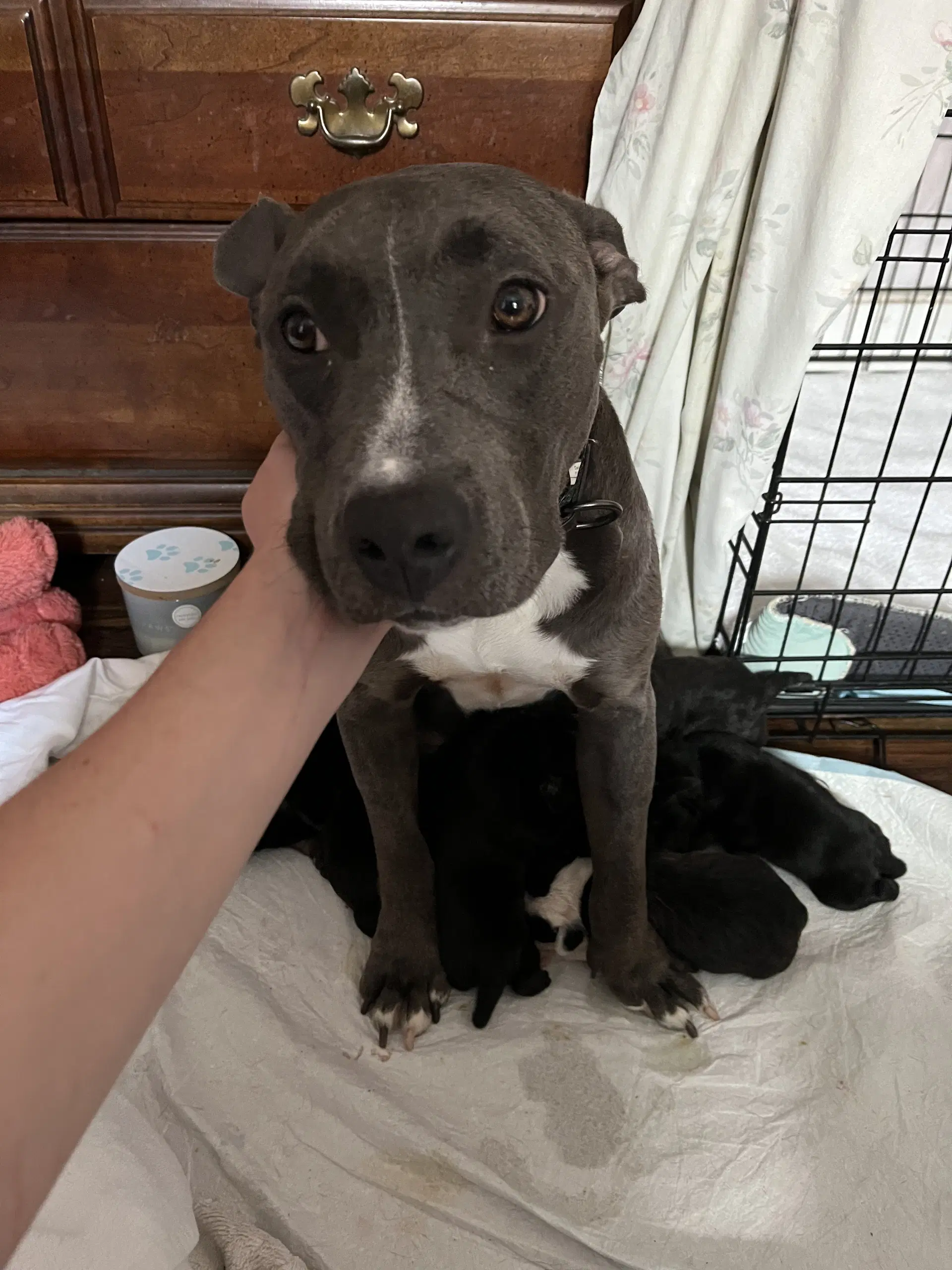 Miss Honey - American Pit Bull Terrier